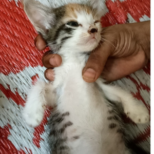 Untitled design (15)